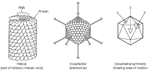 640_Virus symmetry.png